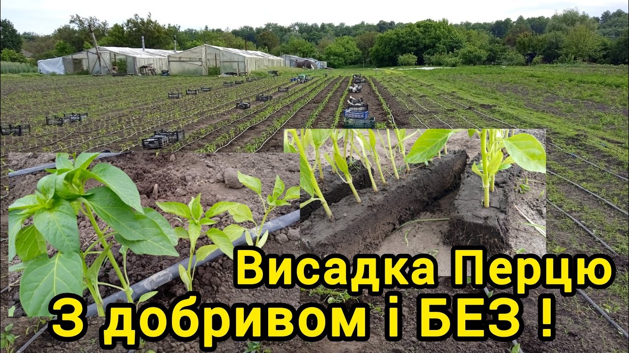 Висадка Перцю. Добрива та схеми висадки.