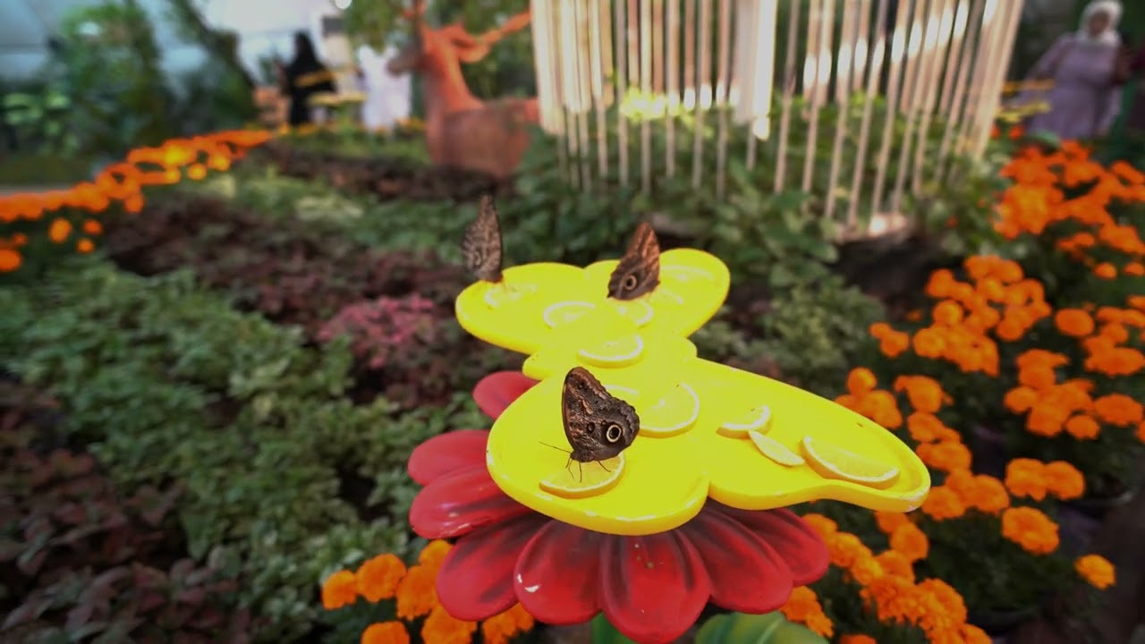 Butterfly Garden Dubai