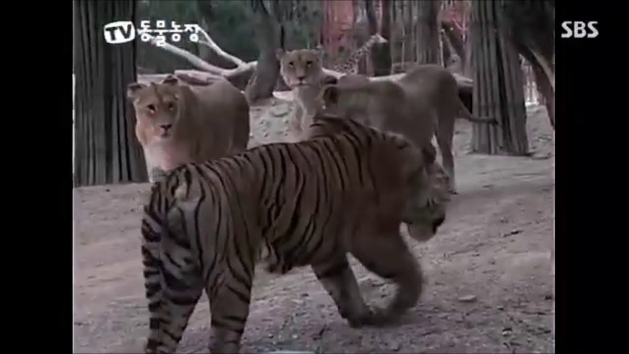 Tiger vs Lion Fight - Enjoy Gentlemen
