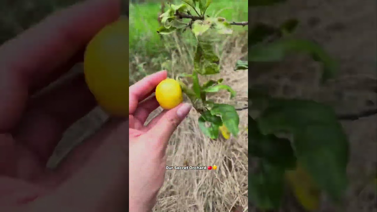 Our Secret Orchard 🍎🤫
