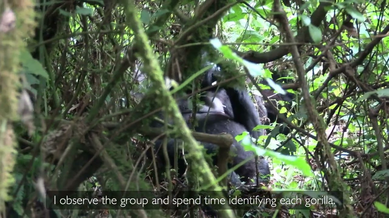 Drs. Lina and Eddy Narrate a Grauer's Gorilla Health Check