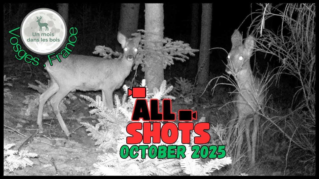 Badger, Deer, Wild Boars | October 2025 in the Woods – All Shots