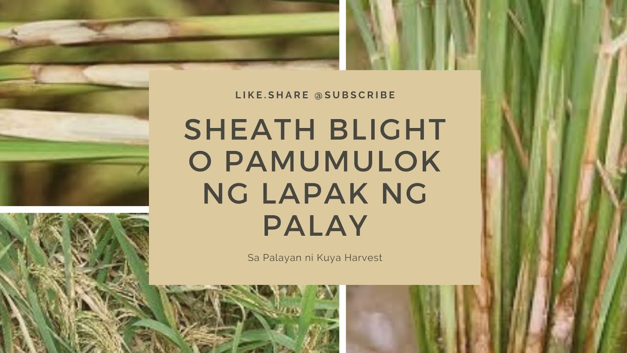Paano Sugpuin ang SHEATH BLIGHT o AMAG sa Lapak ng Palay