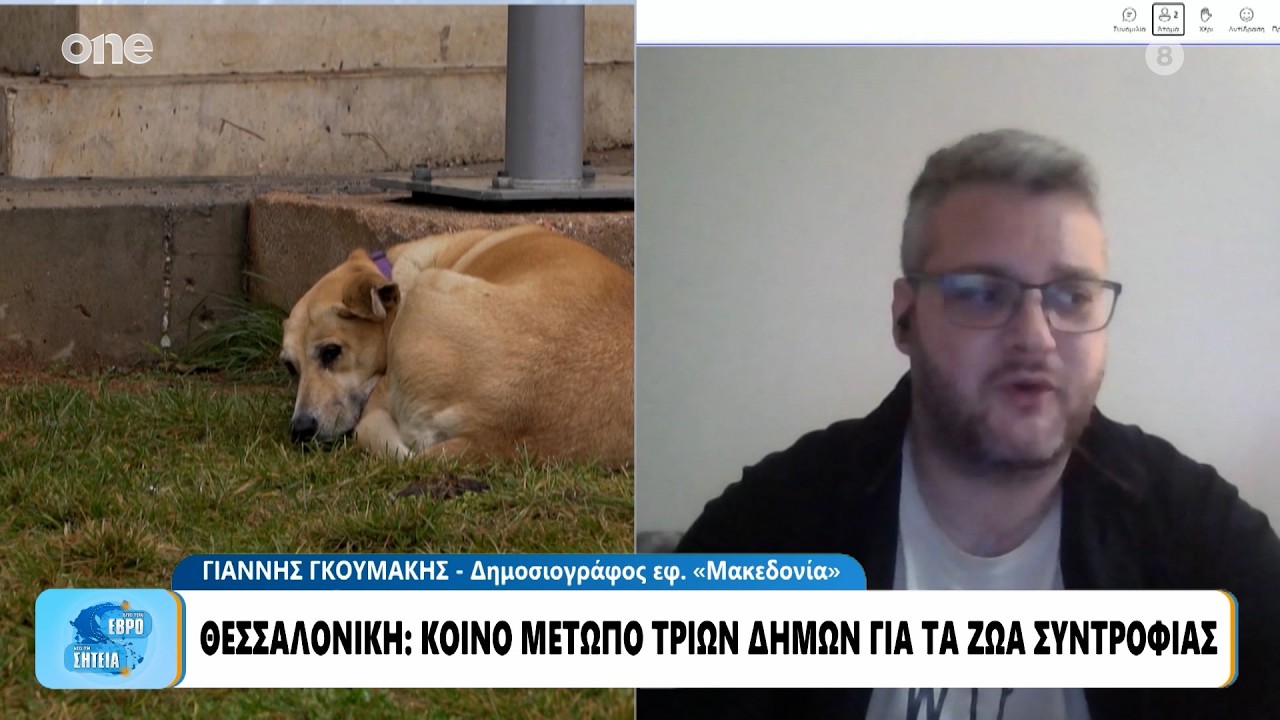 Θεσσαλονίκη: Κοινό μέτωπο τριών δήμων για τα αδέσποτα ζώα συντροφιάς