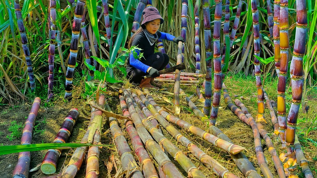 Harvest sugarcane to sell at the market, buy some chickens and ducklings to bring home and raise.