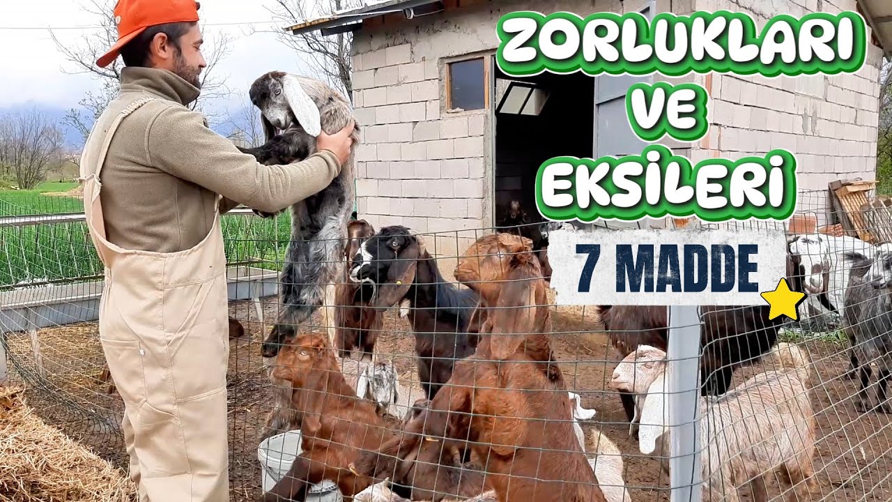 7 MADDE İLE KEÇİNİN ZOR VE EKSİ YANLARI | Keçi Yetiştiriciliği