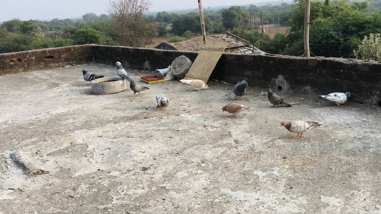 New volg 🙏🙏         #kabutarlover #kabutar #pigeon #birds #vlog #maari 