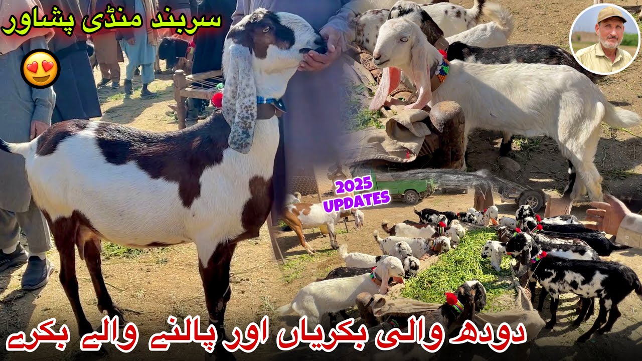 Dairy Goats New Updates 2025 | Sarband Bakra Mandi Peshawar | Khyber Social Tv