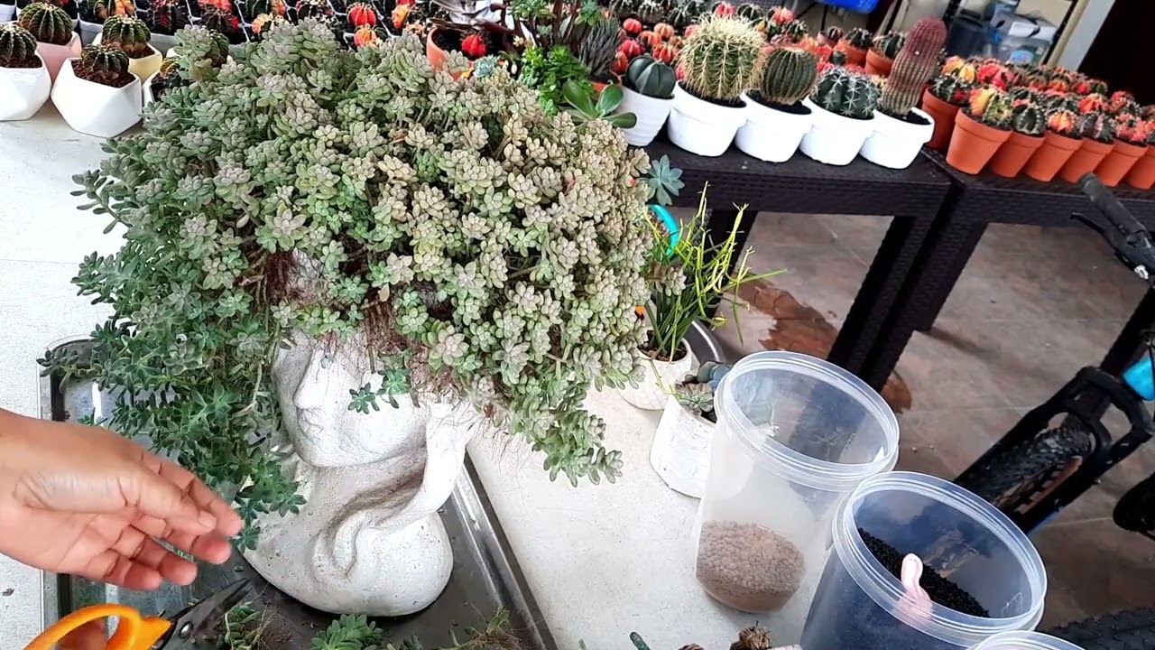 Graptopetalum Mirinae   Care tips and Propagation