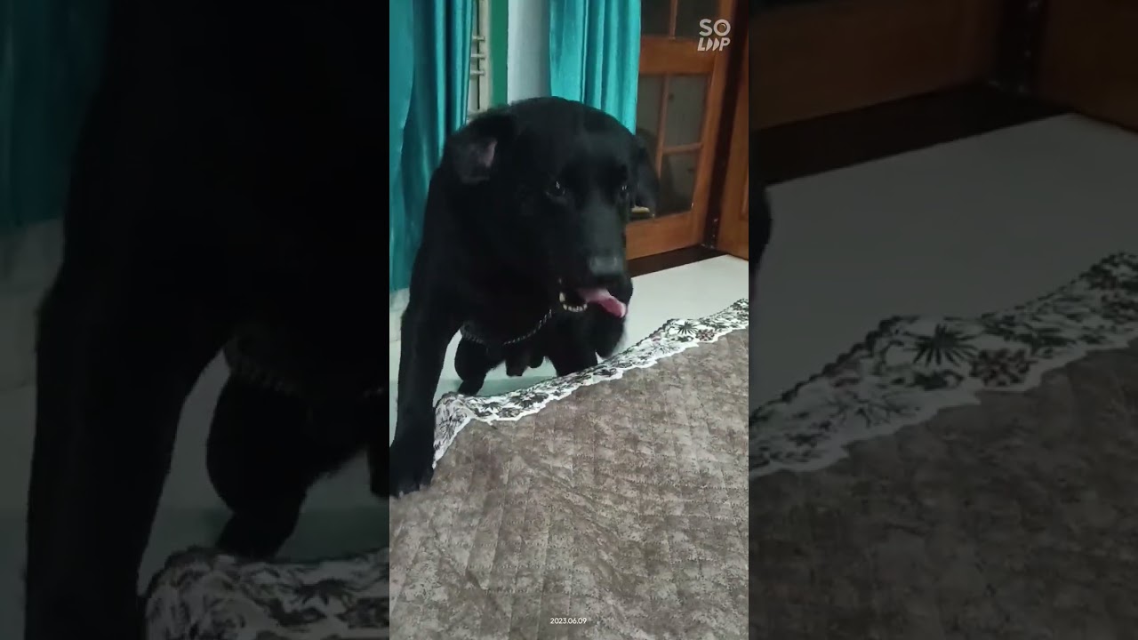 ###@ Libra Dog in Home ##