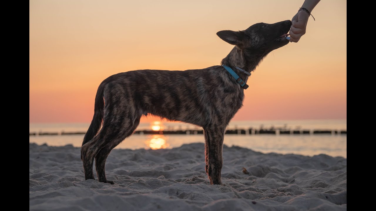 Space - Dutch Shepherd | 3-4 months