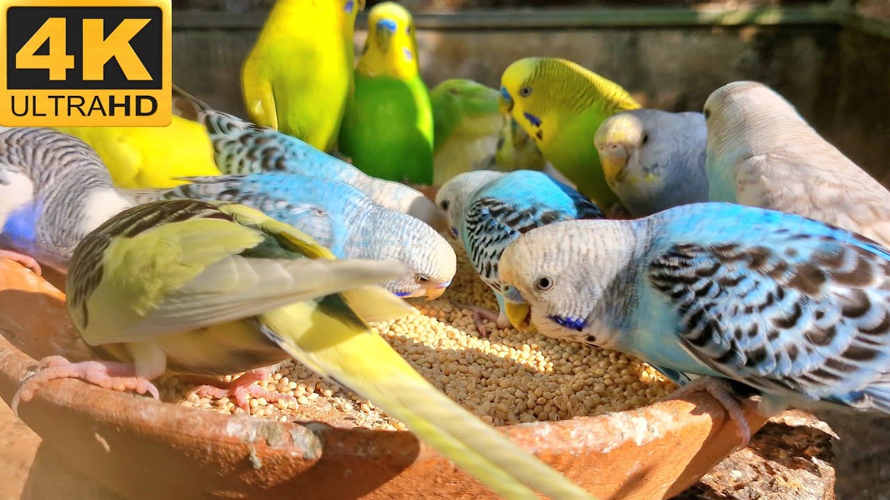 Parakeet sounds for lonely birds : If your bird is lonely, play this video for it.