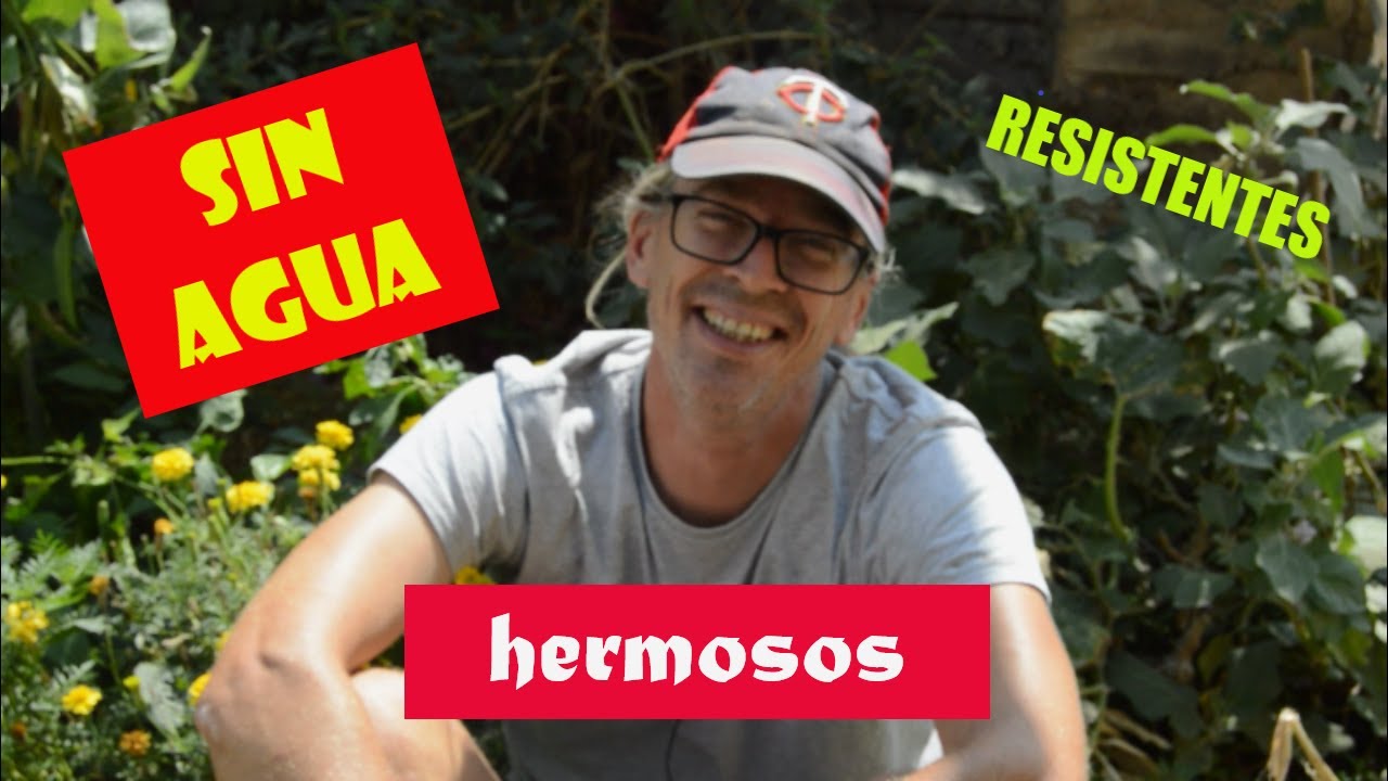 9 ÁRBOLES RESISTENTES a la sequía para tu jardín o tu bosque comestible. PIONEROS para el desierto