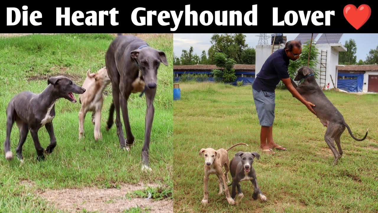 Rampur Greyhound Dog | Royal Indian Dog Breed | Fastest Dog Breed