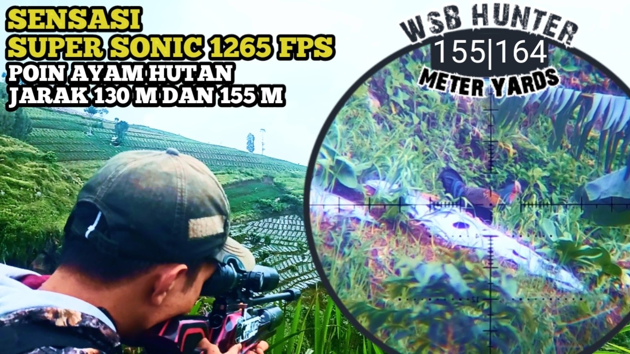BERBURU AYAM HUTAN LONGRANGE POIN JARAK 130 M 155 M SUPER SONIC 1265 FPS EDAN