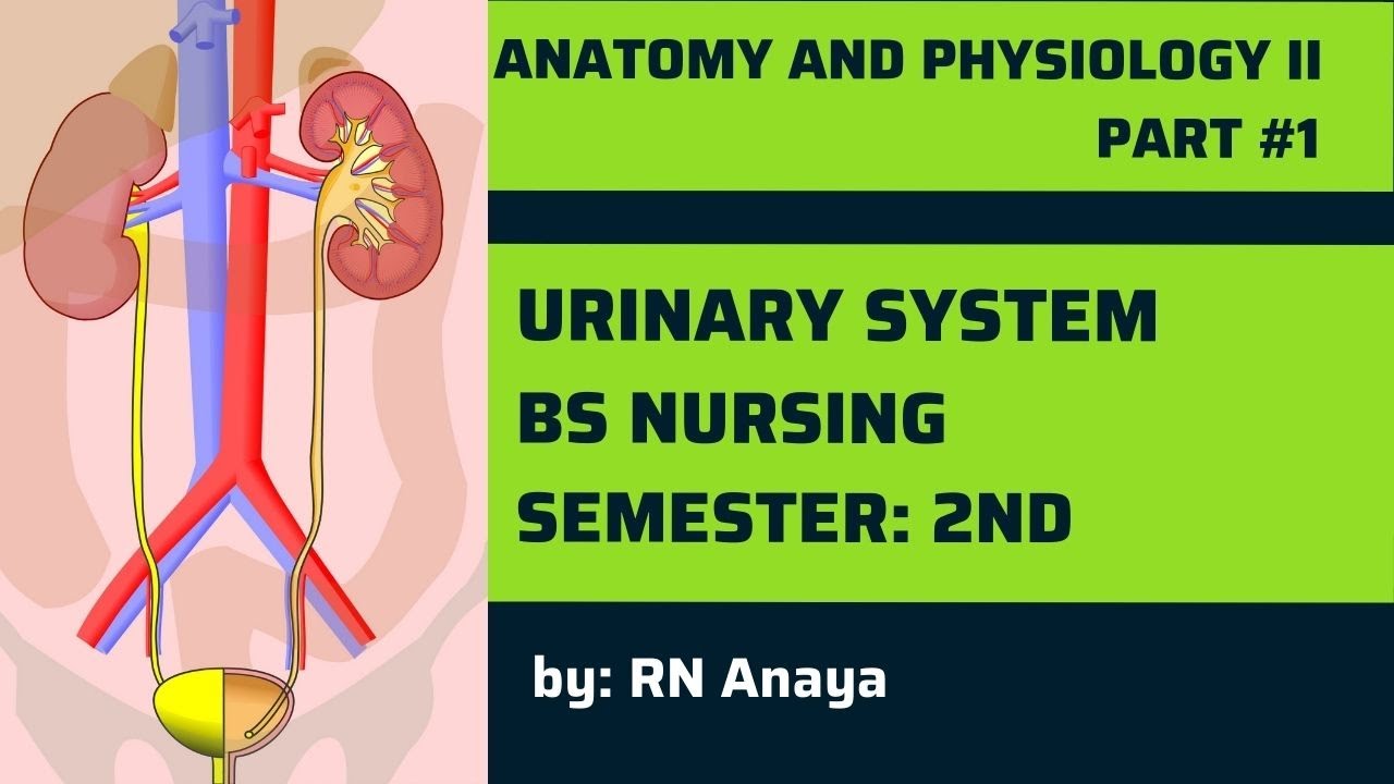 Urinary System Urdu/Hindi || Anatomy and Physiology-2|| Cha-2,Part-1|| KMU lectures with MCQS.