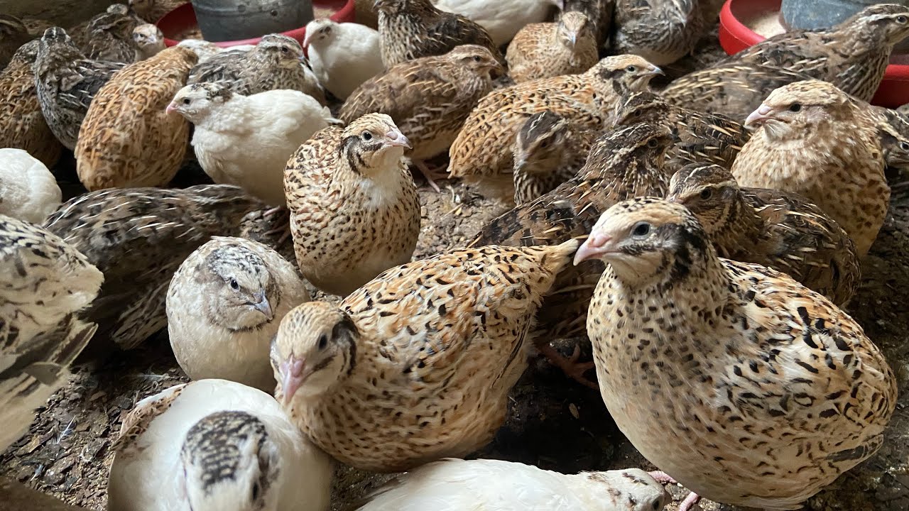 ISSO PODE MUDAR SUA CRIAÇÃO de CODORNA GIGANTE
