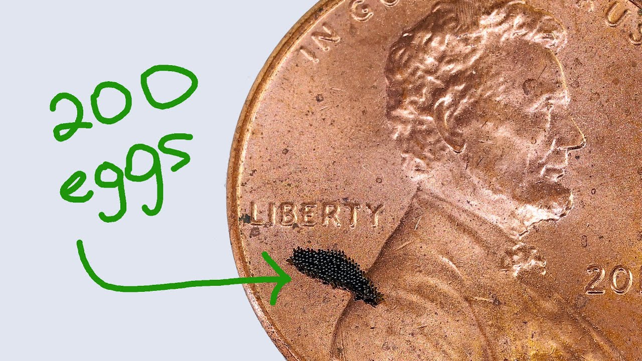 Mosquito Life Cycle
