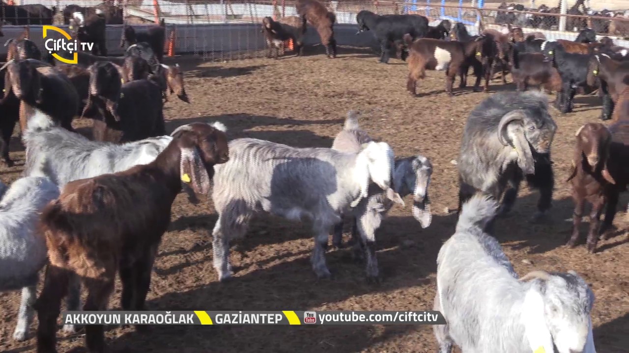 Akkoyun Karaoğlak-T&uuml;rkiye'de Embriyo Transferi Hangi Aşamada?