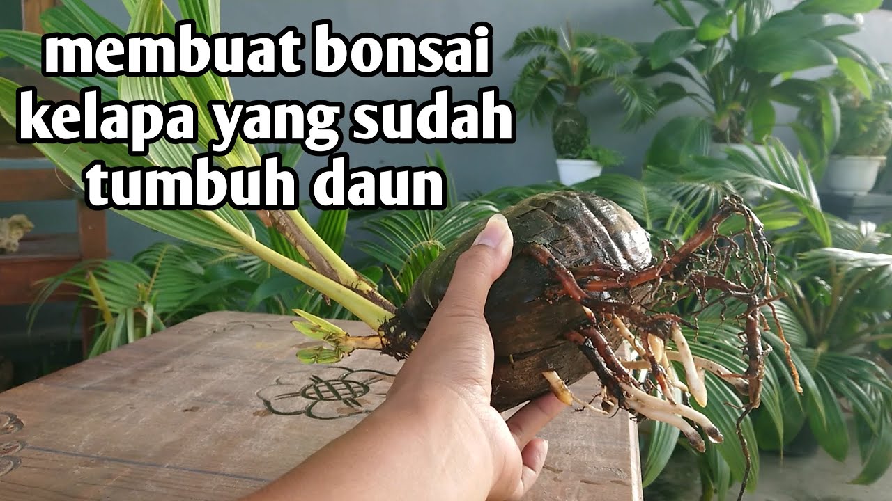 BELAJAR MEMBUAT BONSAI KELAPA YANG SUDAH TUMBUH DAUN | UNTUK PEMULA