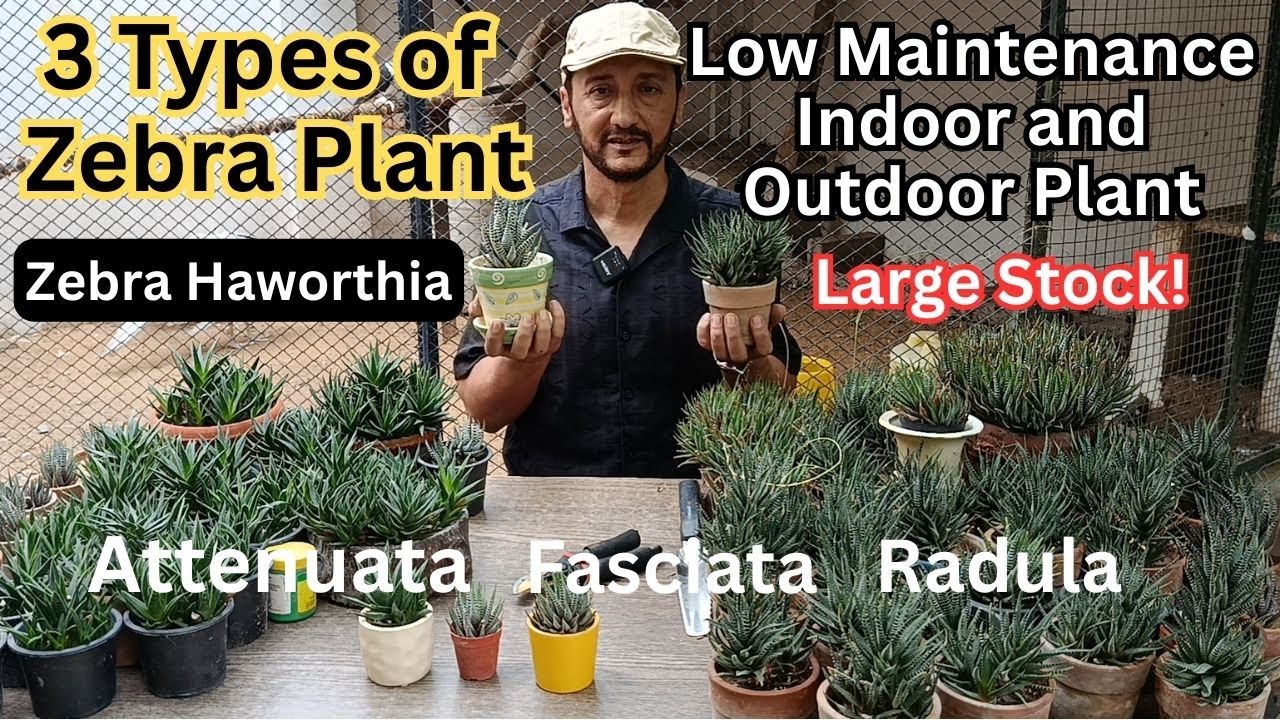 Zebra Plant Care & Fast Growing Methods 🌵Haworthia Best Indoor and Outdoor Succulent