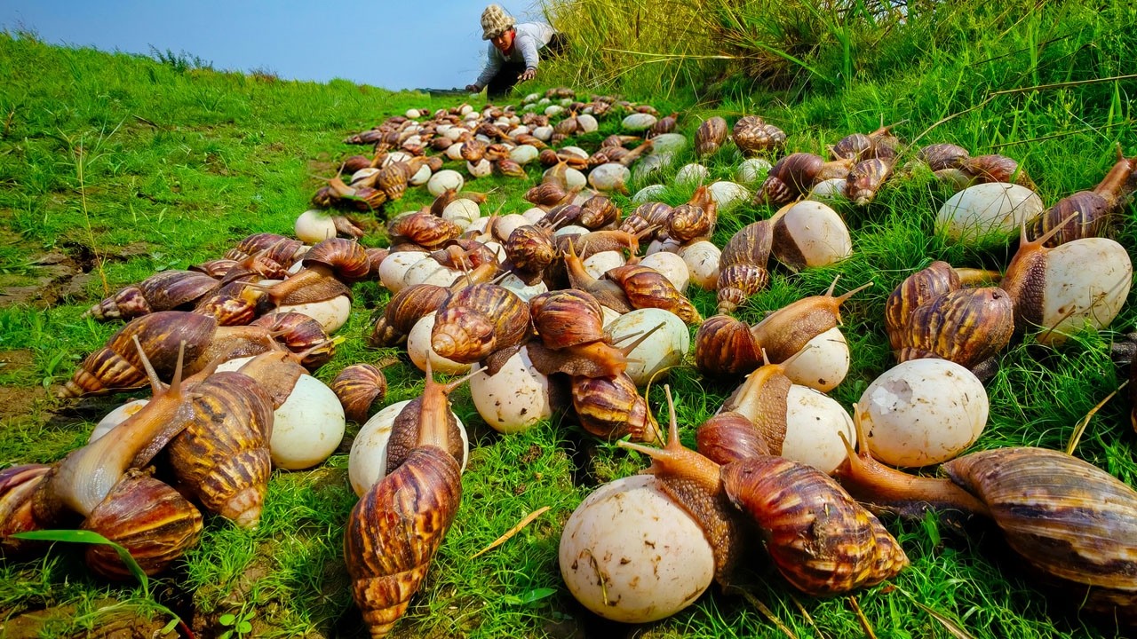 top amazing - Harvest duck eggs and snails a lot at field by hand