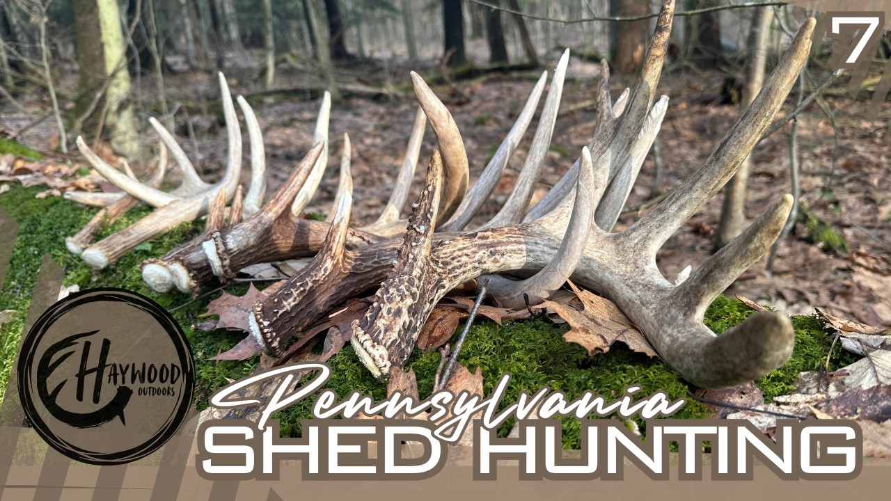 Big Split G2 Shed | Shed Hunting Pennsylvania Public Land | 2026 Shed Season