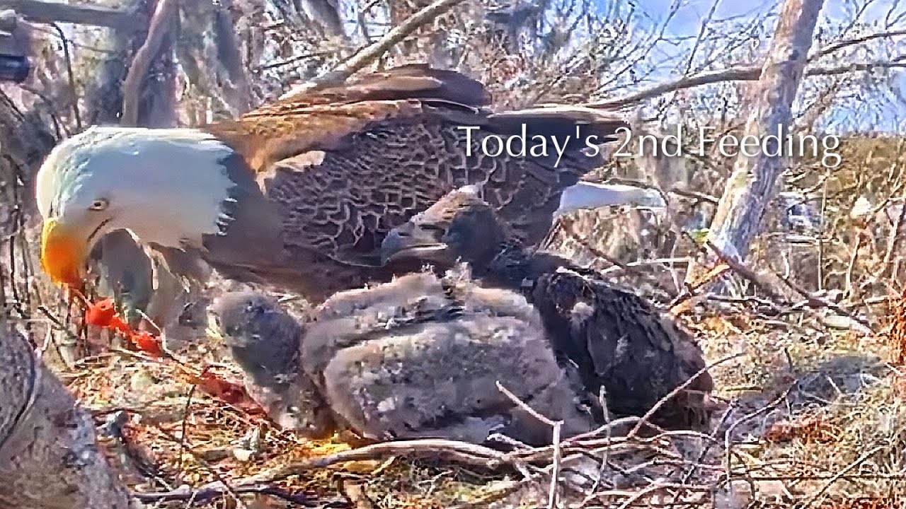 #273🦅🐥40°🐥35°／Winter Park Eagle Nest 2026／Against All Odds:One-Eyed Mom／Wink💗Atlas