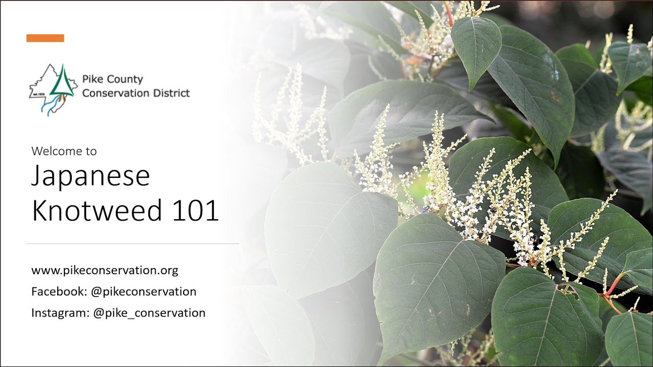 Japanese Knotweed 101