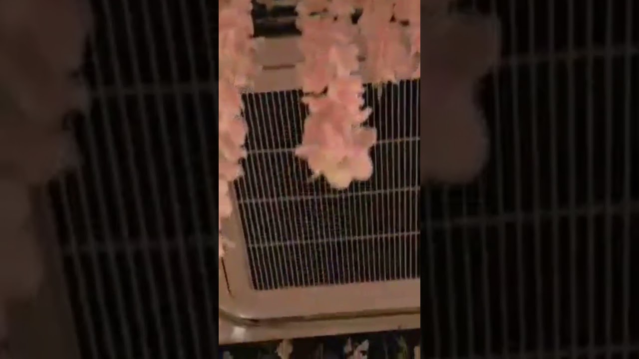 God honour those who honour Him! #gospelmusic #love #2024 #flowers #workevent #wedding #ppsevents