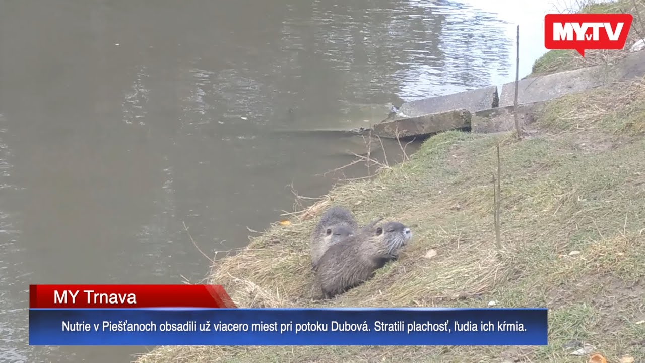 Nutrie v Piešťanoch obsadili už viacero miest pri potoku Dubová. Stratili plachosť, ľudia ich kŕmia