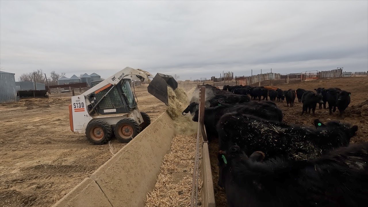 Feeding Freshly Ground Hay!