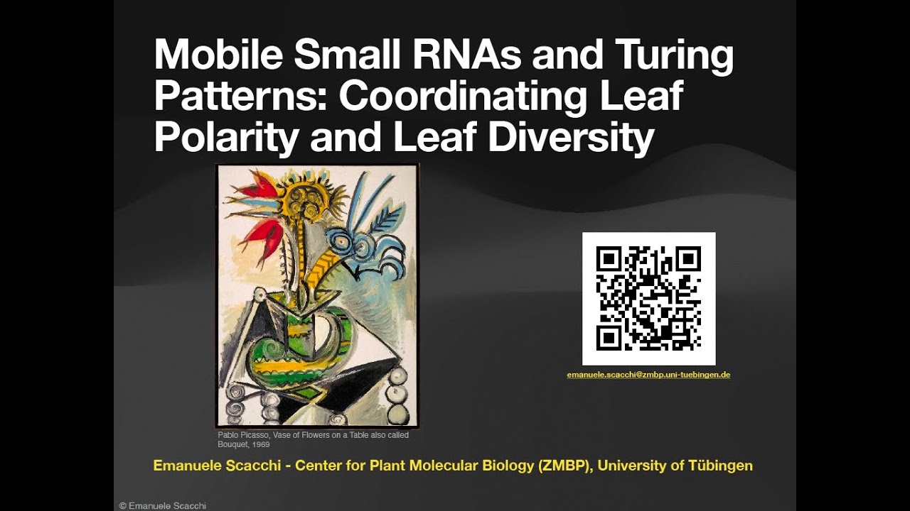 WG/GLIMPRINT Virtual Seminars, Scacchi, Small RNAs in Leaf Polarity, October 30, 2025
