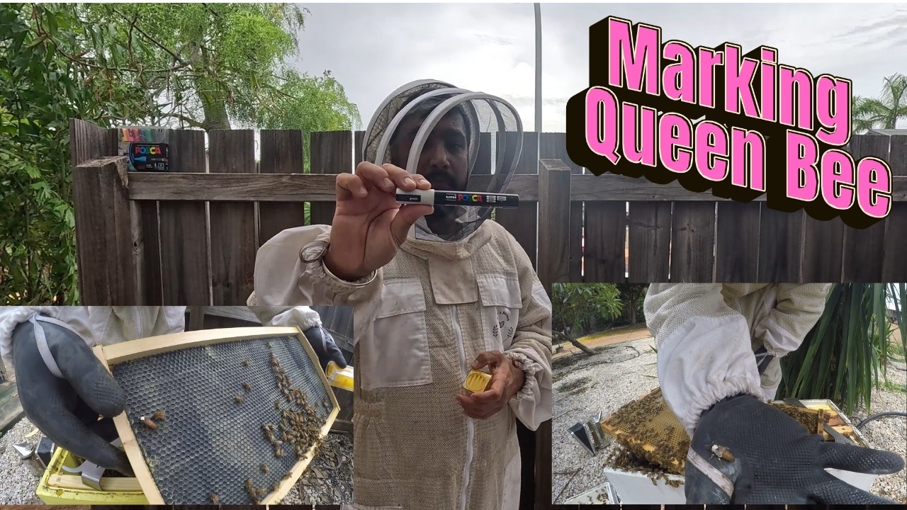 Learning Beekeeping EP12- How to mark A Queen Bee