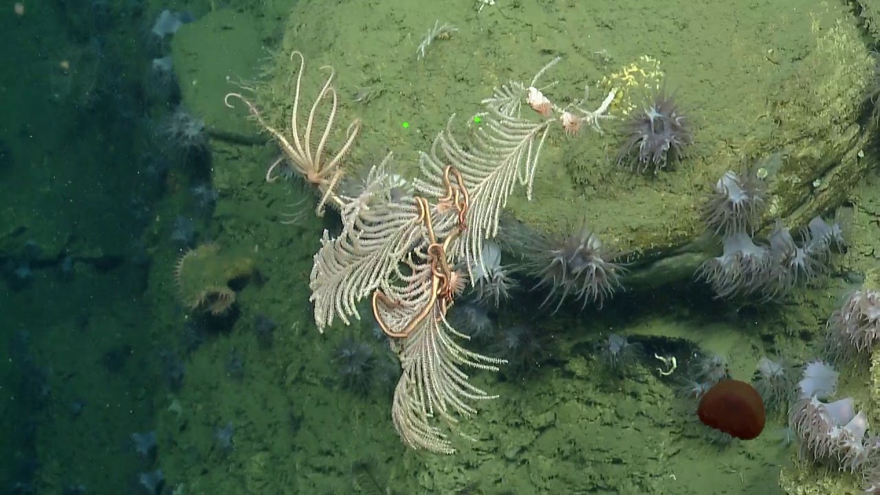 ROV Hercules Dive NA116-H1792-20191007T0053UTC-5