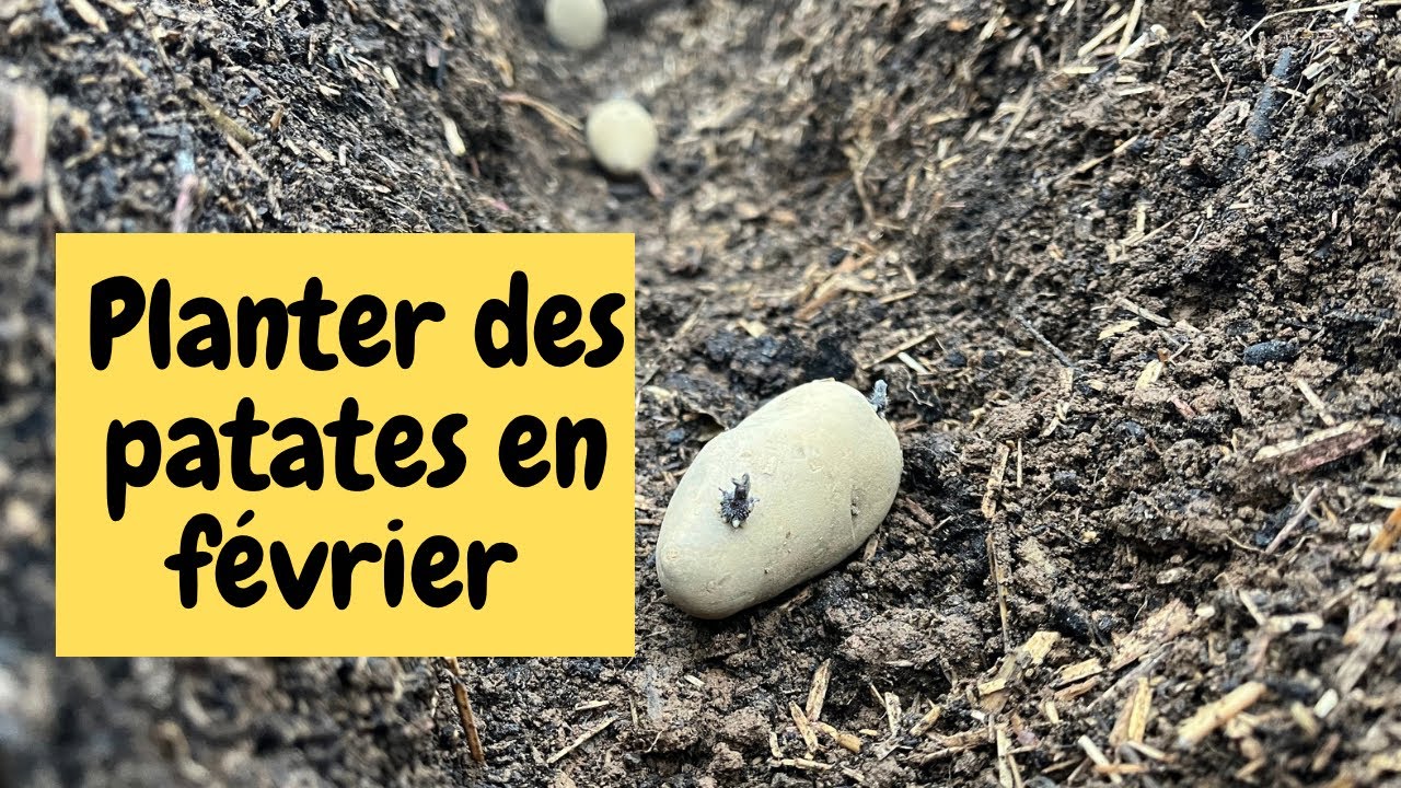 PLANTER DES PATATES EN FÉVRIER
