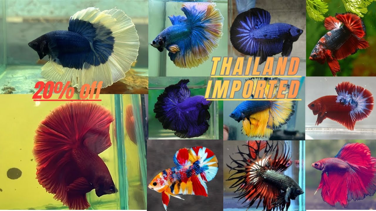 THAILAND IMPORTED BETTAFISH NEW STOCK || All India Delivery possible #bettafish #bettas
