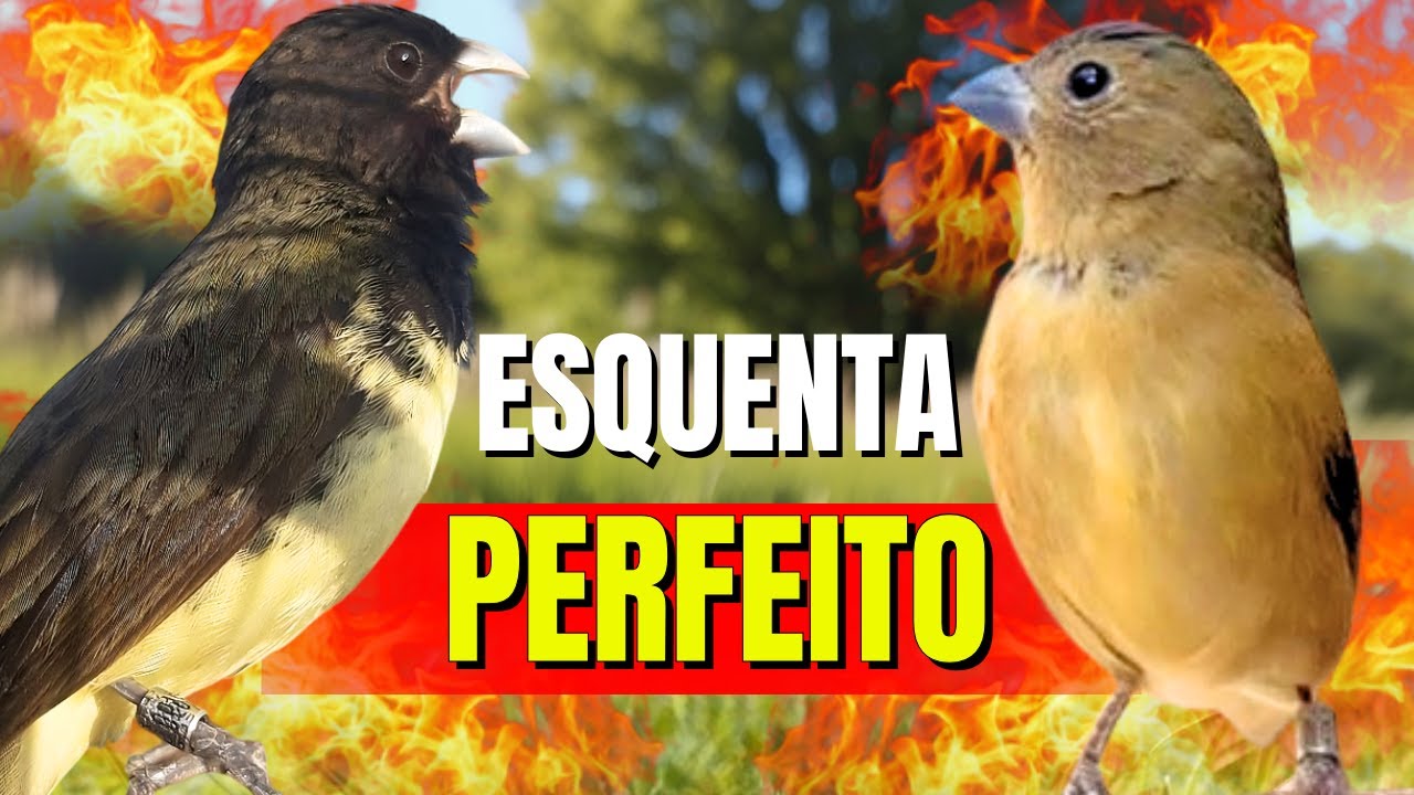 Canto Papa capim siu siu com F&ecirc;mea chamando para Esquentar papa capim siu siu e encarte de papacapim