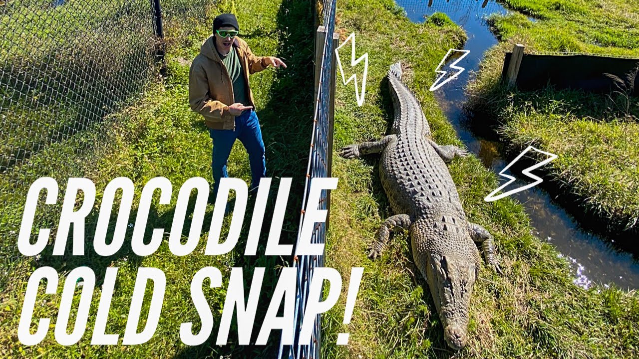 Crocodile Cold Snap!!