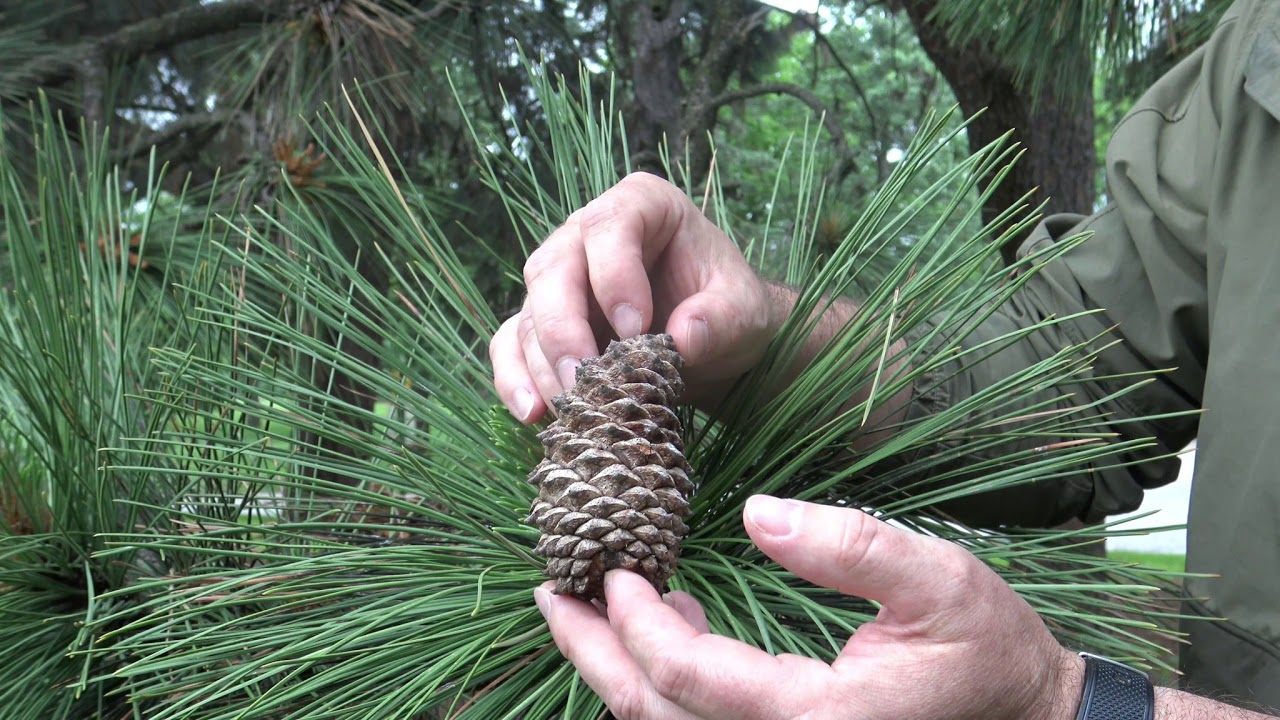 Pine-Not-A-Pine: pine, spruce, and fir