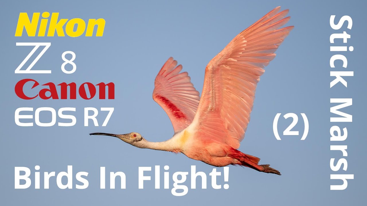 Stick Marsh (2) Nikon Z8 Canon R7 Roseate Spoonbill Birds in Flight Photography!