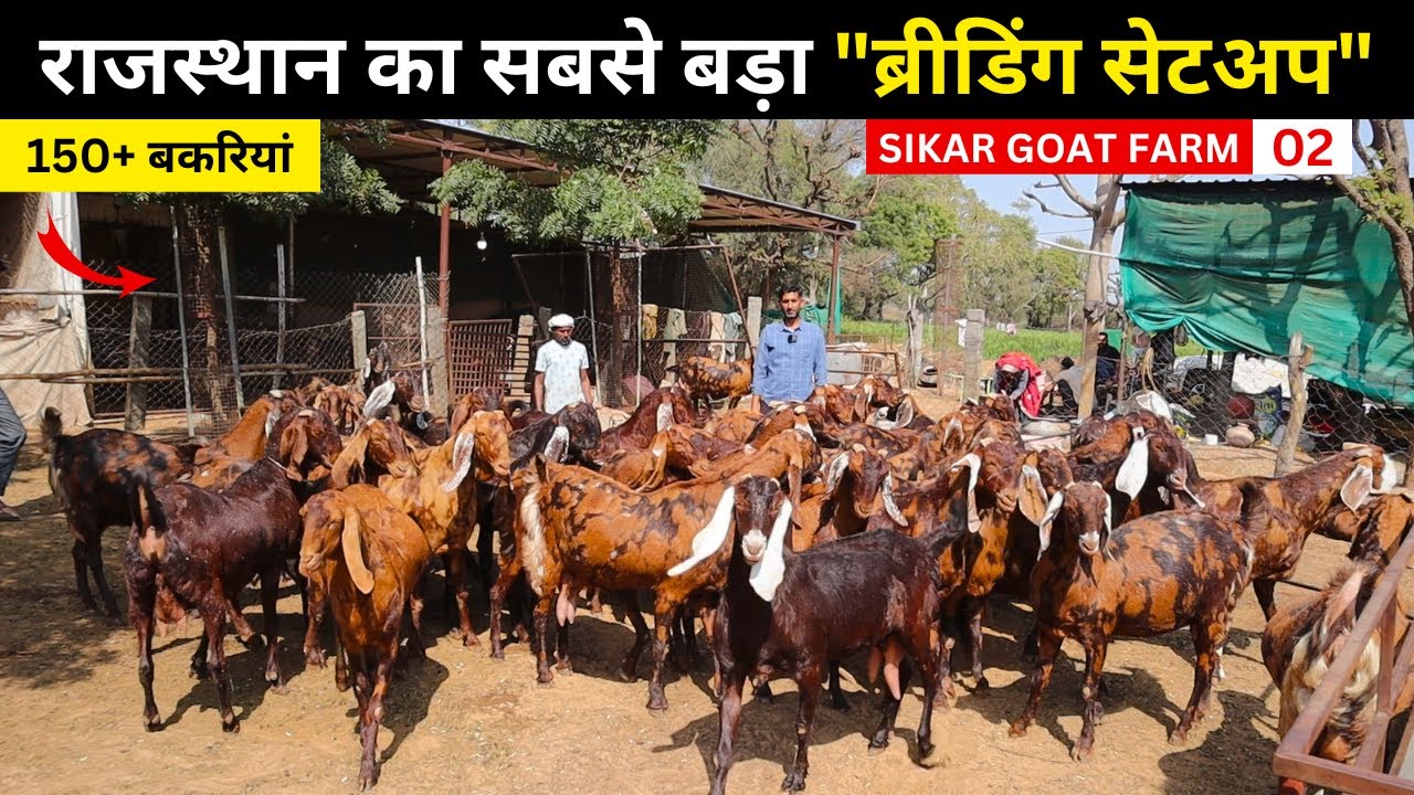 150 + बकरियों वाला राजस्थान का सबसे बड़ा 