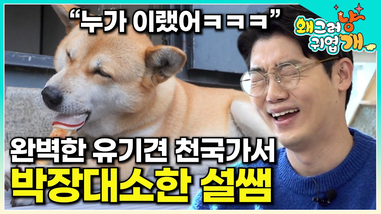 55마리 유기견을 맡아 키우는 회사에서 감탄 연발하던 설쌤에 눈에 띈 단 하나의 단점  |#왜그러냥귀엽개