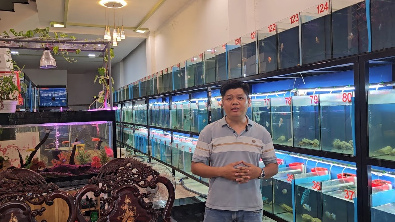 lên lô cá la hán king kamfa f2 VIP đầu năm 2025 phục vụ anh em đam mê giá cực tốt