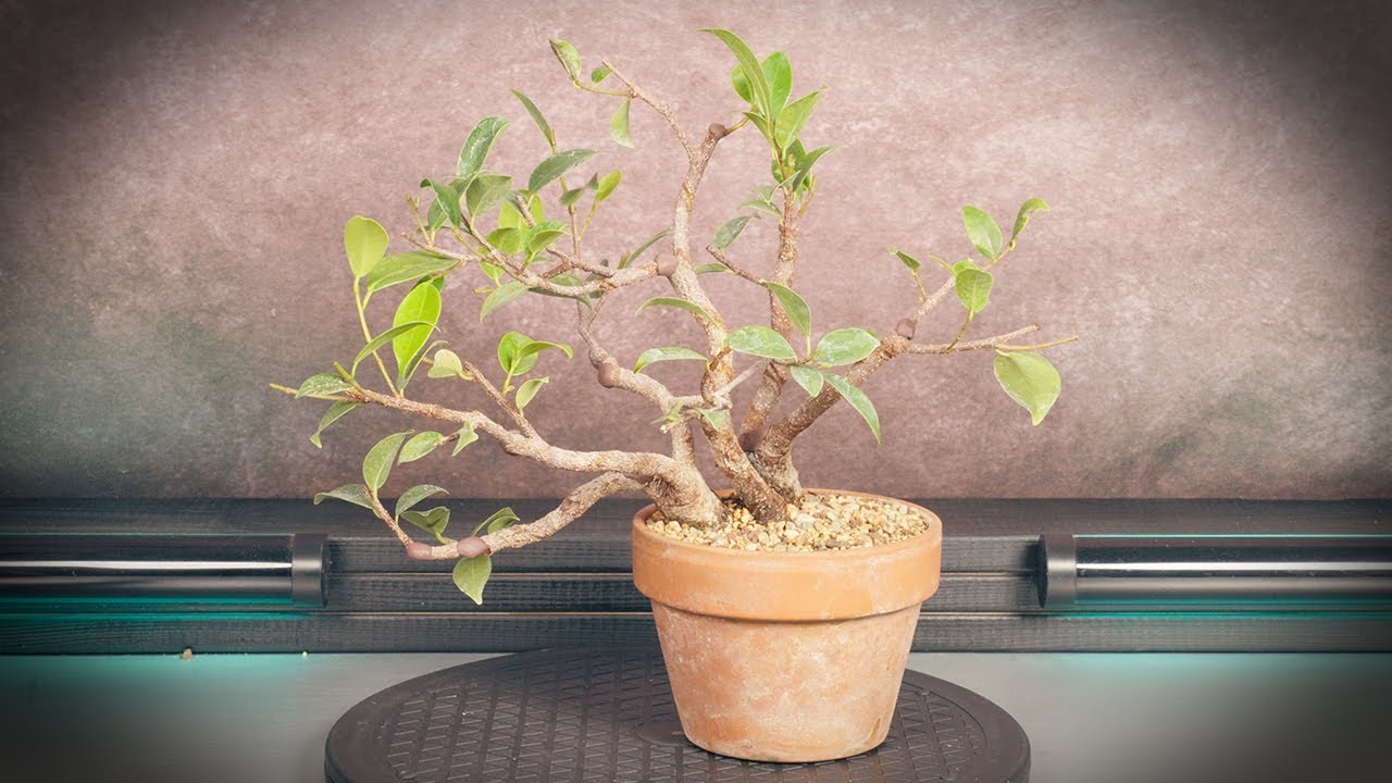 Ficus retusa бонсай многоствольный (дерево 2 - часть 3)