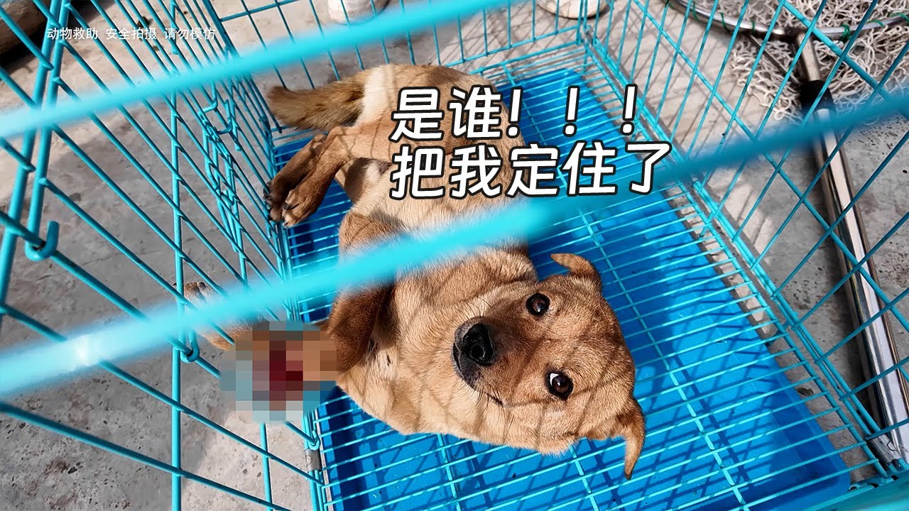 如何把定身术用在一条流浪狗的身上？