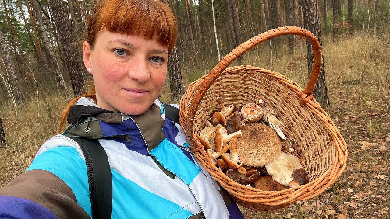 ВІДМІННОСТІ ГРИБІВ: Галерина і Опеньок, Парасолька строката і Парасолька червоніюча