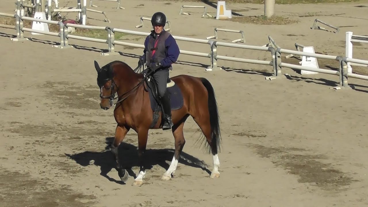 2023/12/22 井上元選手 東武乗馬クラブ＆クレインでのアトラクション 乗馬講座