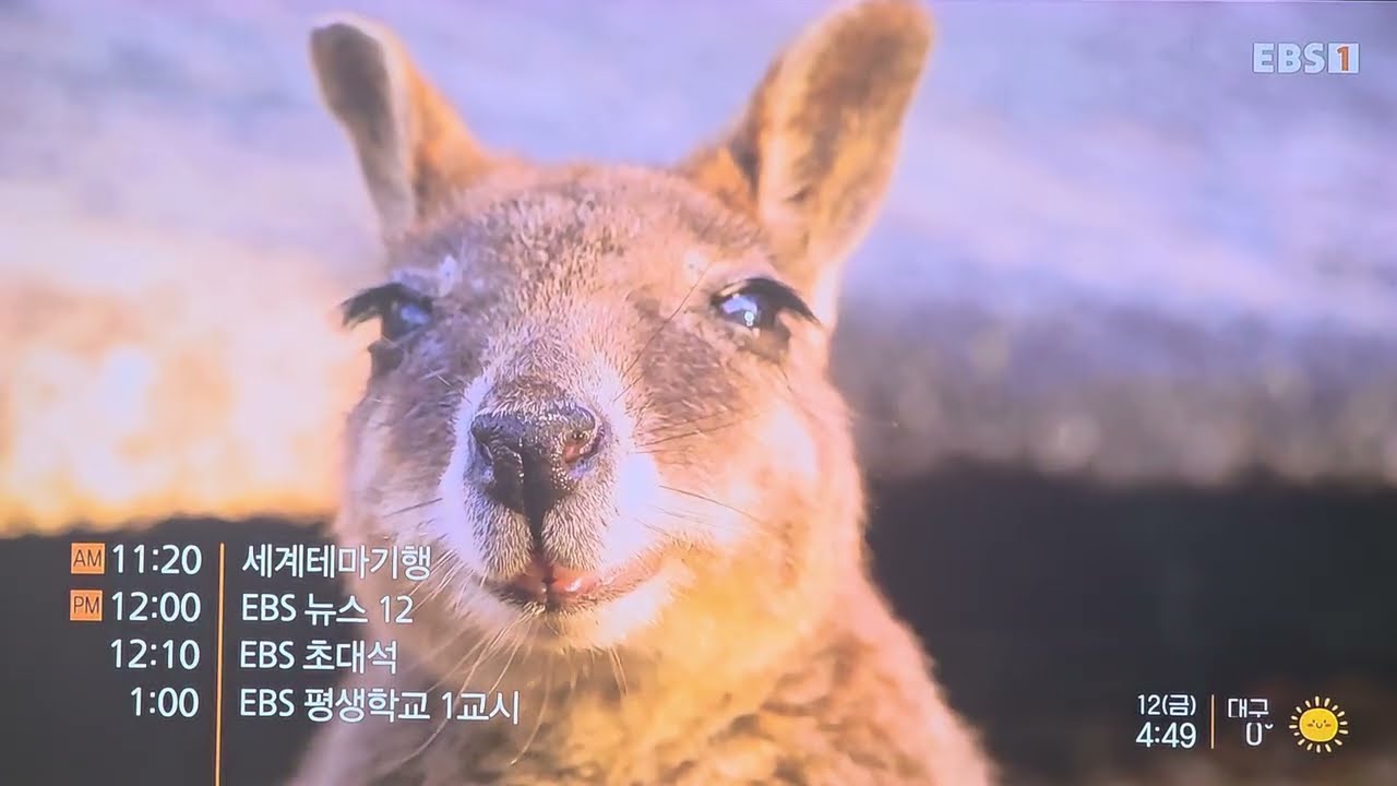 [EBS1 DTV] 방송시작 영상 (2025-12-12)