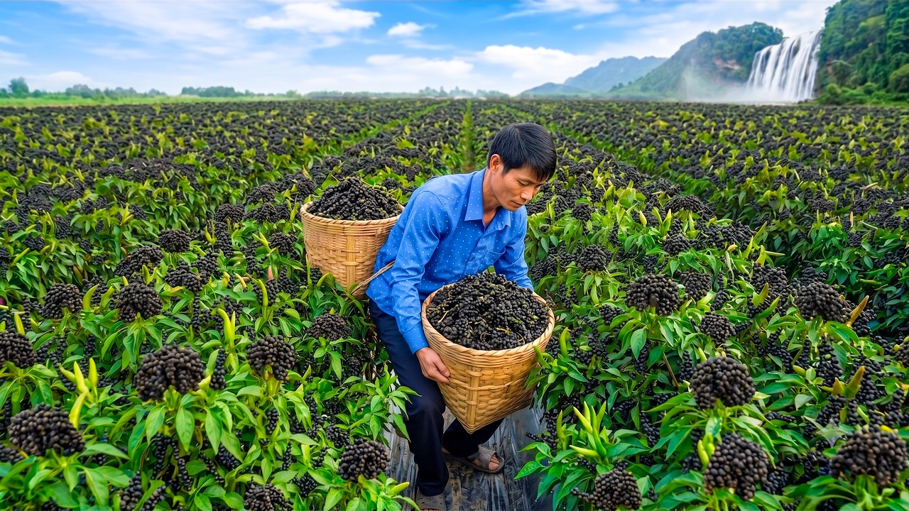 Harvesting 1000+KG of Wild Black Pepper and Taking It to the Rural Market for Sale | Cleanup Garden
